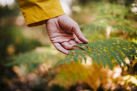 Womans&not;&dagger;hand touching fern in forest