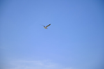 Huge seagull is flying on the bright and blue sky in Golyazi. Bursa.
