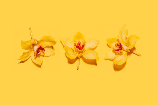 Studio shot of three heads of yellow blooming orchid flowers