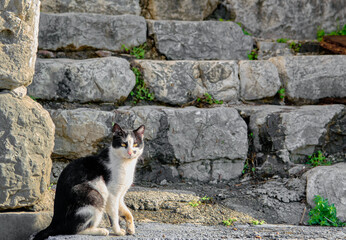 Black and white colored cat standing on ancient style stairs made of stone together with stone background.