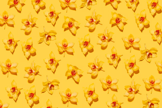 Pattern of heads of yellow blooming orchids