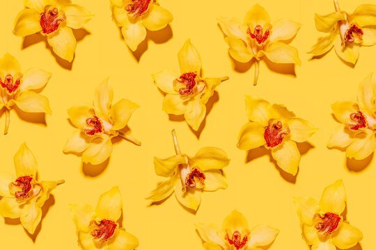 Pattern of heads of yellow blooming orchids