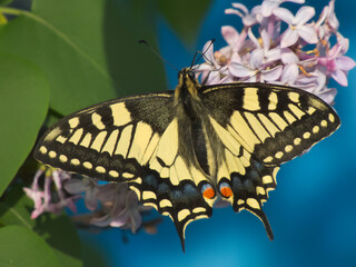 Swallowtail butterfly on lilac inflorescence