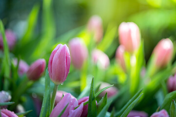 Fototapeta premium Beautiful bouquet of tulips. colorful tulips. nature background