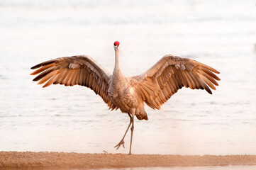 Sandhill crane (Grus canadensis) dancing & wing flapping   near Kearney, Nebraska  © Tom
