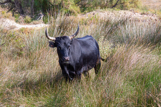 Schwarze Kuh steht in Steppengras am Fluss