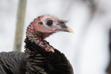 wild turkey (Meleagris gallopavo) in winter