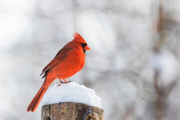 Male  northern cardinal (Cardinalis cardinalis) in winter