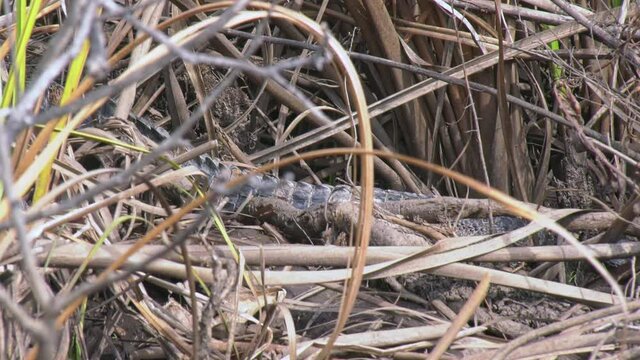 Baby alligator hiding in dead grass then takes off