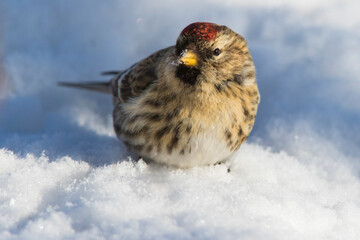 common redpoll or mealy redpoll (Acanthis flammea) in winter