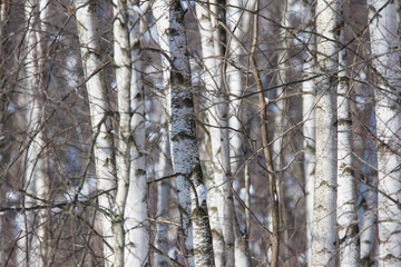 Betula cordifolia (mountain paper birch, also known as mountain white birch or eastern paper birch) forest