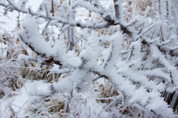 Snowy forest on a gloomy day tree covered with snow. Snow-covered winter steppe during fog. Trees and grass covered with frost