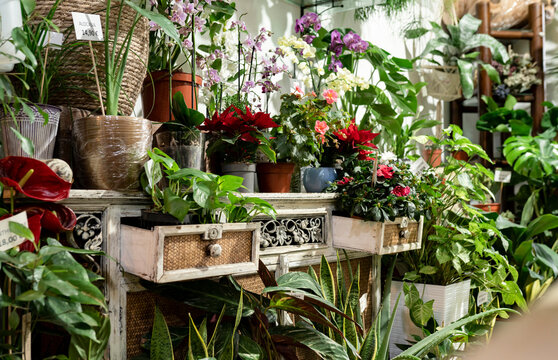 Assorted potted plants at flower shop