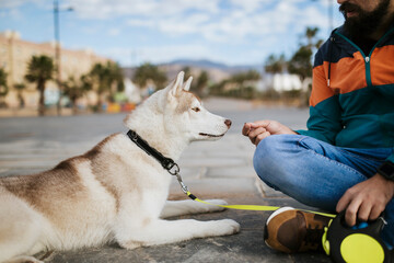 Mid adult man feeding Siberian Husky while sitting on road