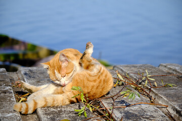 Yellow cat standing on the wood with the lake background. Cat licking its body.