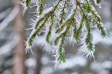 Edges of fir tree covered by snow in forest