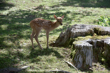 奈良公園の子鹿