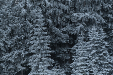 Fir tree covered in snow at forest