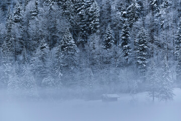 Snow covered trees in forest during foggy weather