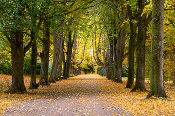 Treelined footpath in autumn park