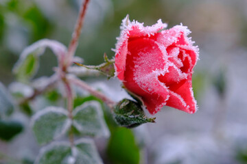 Pink roses covered in winter frost