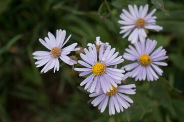 Fototapeta premium Wild Daisies