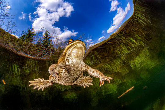 Common toad (bufo bufo) swimming in Weitsee lake