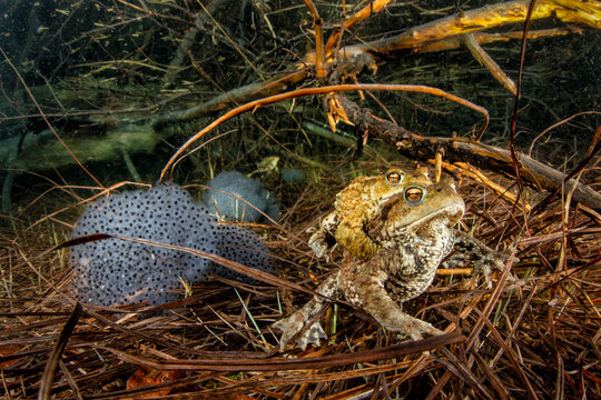 Two common toads (Bufo bufo) mating in Weitsee lake