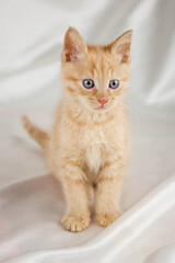 Red kitten on a white background sits.Pet and man's friend
