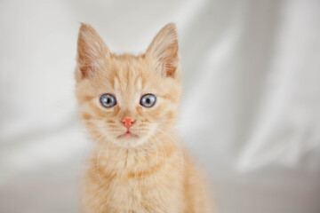 Red kitten on a white background sits.Pet and man's friend
