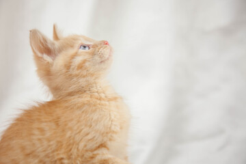 Red kitten on a white background sits.Pet and man's friend

