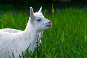 On the green grass in the garden, small white goats of a hornless breed run, in the photo - a portrait of a goat in profile.