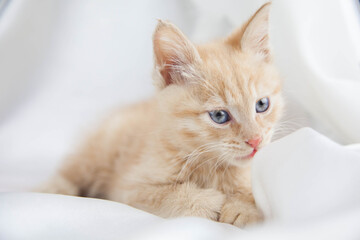 Red kitten on a white background sits.Pet and man's friend
