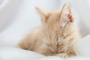 Fototapeta na wymiar Red kitten on a white background sits.Pet and man's friend 