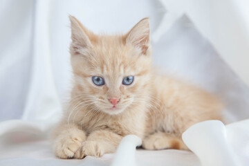 Red kitten on a white background sits.Pet and man's friend
