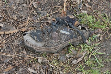 garbage from one old black torn sneaker lies on gray earth  and the green grass