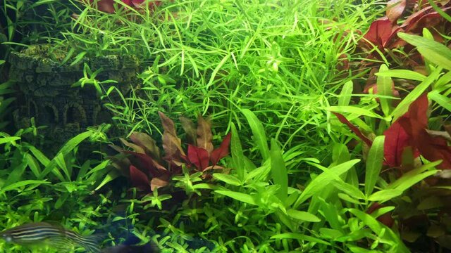 Danio and guppy fish swimming in beautiful planted tank, seraching for food, 4K
