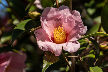 Camellia japonica blooming in the garden