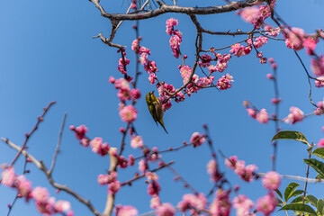 A white-eye(family of birds) perched on a plum tree