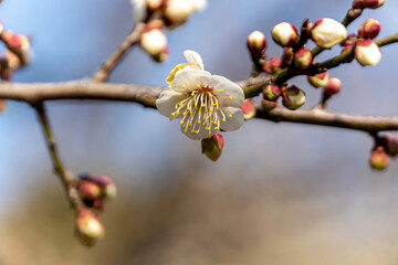 Flowers of the Plum of the Early Spring