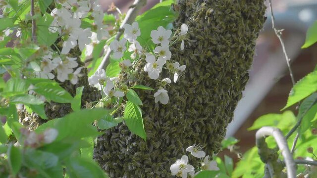 Bienenschwarm am Kirschbaum im Fr&uuml;hling im Garten, Bienenvolk Behausung