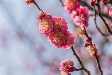 Flowers of the Plum of the Early Spring