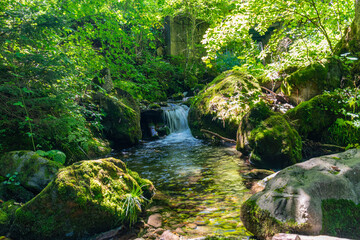 waterfall in the forest