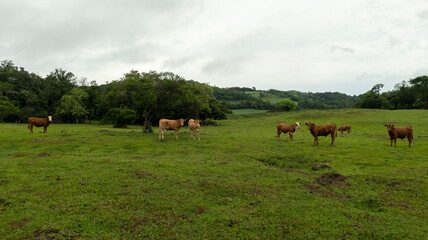 Naklejka na ściany i meble Extensive beef cattle farm in southern Brazil. Hereford and Red herd on green ryegrass pastures.