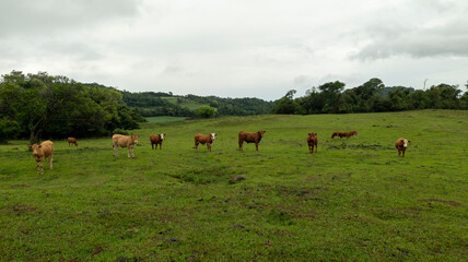 Extensive beef cattle farm in southern Brazil. Hereford and Red herd on green ryegrass pastures