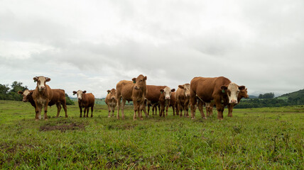 Fototapeta na wymiar Small herd of cattle on a rural farm