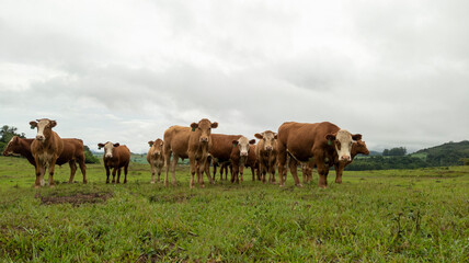 Naklejka na ściany i meble Small herd of cattle on a rural farm
