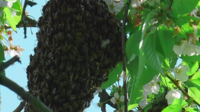 Bienen, gro&szlig;er Bienenschwarm am Kirschbaum im Garten, Bienenvolk