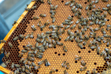 Bees on the honeycomb, background. Honey cell with bees. Apiculture. Apiary. Wooden beehive and...
