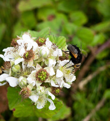 Blackberries flowers with Giant Tachinid fly